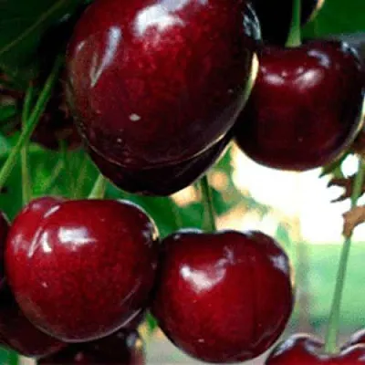 Черешня ВАСИЛИСА  Черешня ВАСИЛИСА в Красноярске