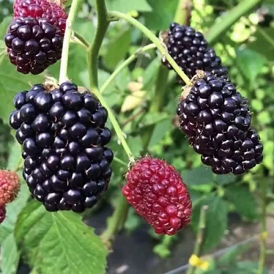 саженцы ежевики саженцы ежевики