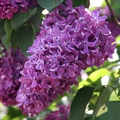 Сирень КАПИТАН ГАСТЕЛЛО  Сирень КАПИТАН ГАСТЕЛЛО в Красноярске