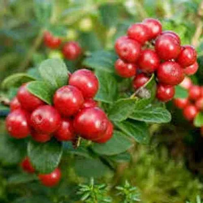 Брусника садовая РУНО БЕЛЯВСКИ  Брусника садовая РУНО БЕЛЯВСКИ в Красноярске