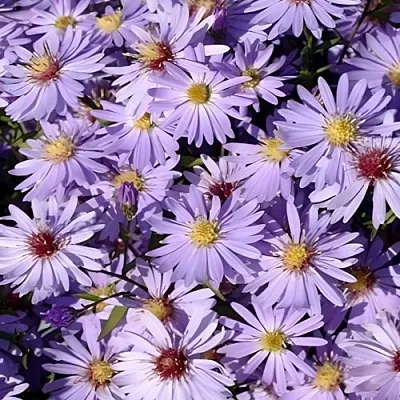 Астра БЛЮ ХЕВЕН сердцелистная  Астра БЛЮ ХЕВЕН сердцелистная в Красноярске