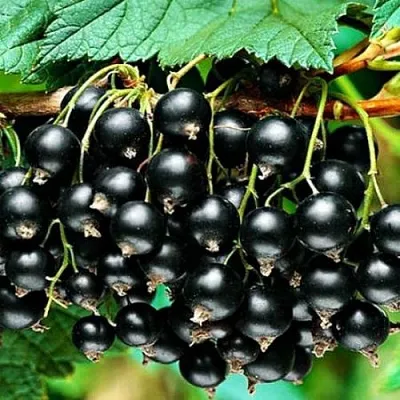 Смородина черная АТЛАНТ  Смородина черная АТЛАНТ в Красноярске