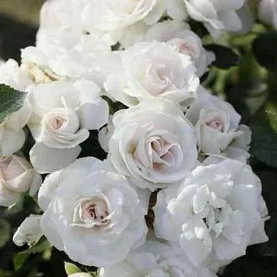 Саженцы роз АСПИРИН флорибунда  Саженцы роз АСПИРИН флорибунда в Красноярске