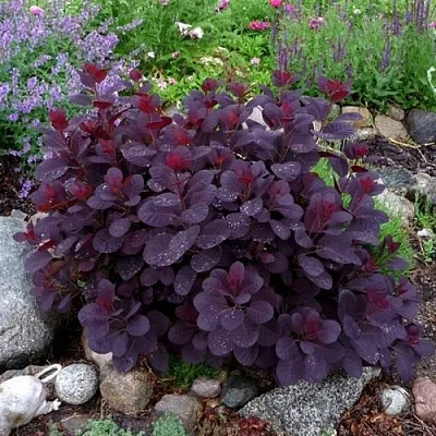 Скумпия РОЯЛ ПЕРПЛ кожевенная  Скумпия РОЯЛ ПЕРПЛ кожевенная в Красноярске