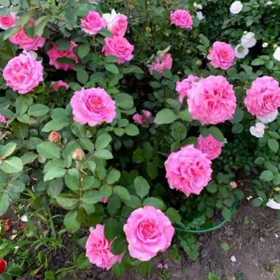 Саженцы роз ЭШЛИ чайно-гибридная — описание сорта Саженцы роз ЭШЛИ чайно-гибридная в Красноярске