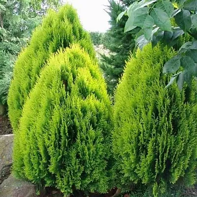 Туя восточная  Туя восточная в Красноярске