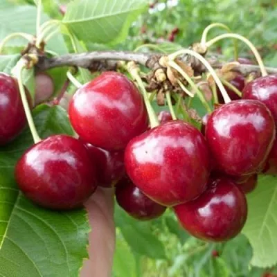 Вишня КОЛОННОВИДНАЯ  Вишня КОЛОННОВИДНАЯ в Красноярске