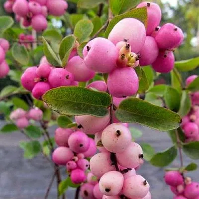 Снежноягодник ФИЕСТА БЕРРИ доренбоза  Снежноягодник ФИЕСТА БЕРРИ доренбоза в Красноярске