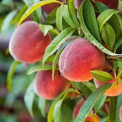 Персик РЭД ХЕВЕН  Персик РЭД ХЕВЕН в Красноярске