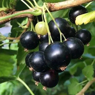 Смородина чёрная ДАБРАДЗЕЯ  Смородина чёрная ДАБРАДЗЕЯ в Красноярске