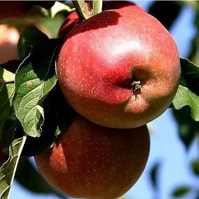 Яблоня АНТЕЙ КИЕВСКИЙ колонновидная в Красноярске