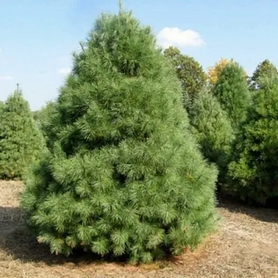 Сосна ВЕЙМУТОВА  Сосна ВЕЙМУТОВА в Красноярске