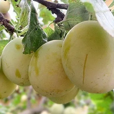 Слива УТРО  Слива УТРО в Красноярске