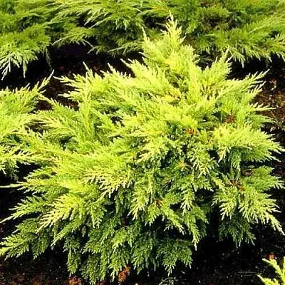 Можжевельник МОРДИГАН ГОЛД средний  Можжевельник МОРДИГАН ГОЛД средний в Красноярске