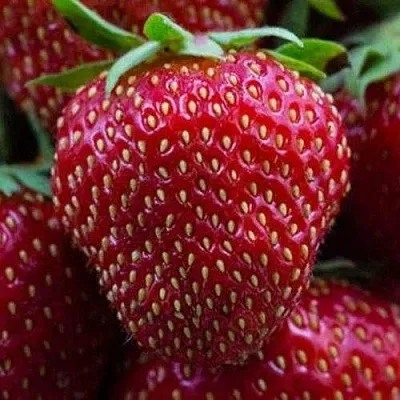 Клубника НАНДИ  Клубника НАНДИ в Красноярске