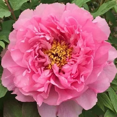 Пион РОЗОВЫЙ ЛОТОС древовидный в Красноярске