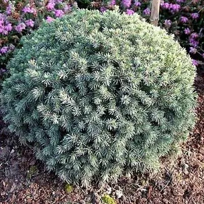 Ель ЭХИНИФОРМИС сизая  Ель ЭХИНИФОРМИС сизая в Красноярске