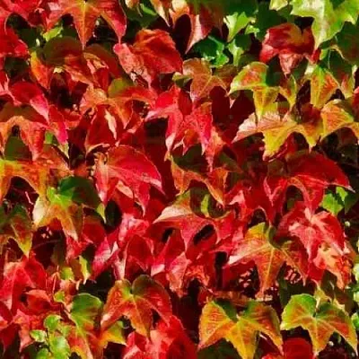 Девичий виноград тройчатый ВИЧИ  Девичий виноград тройчатый ВИЧИ в Красноярске