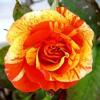 Саженцы роз АПЕЛЬСИН И ЛИМОН флорибунда  Саженцы роз АПЕЛЬСИН И ЛИМОН флорибунда в Красноярске