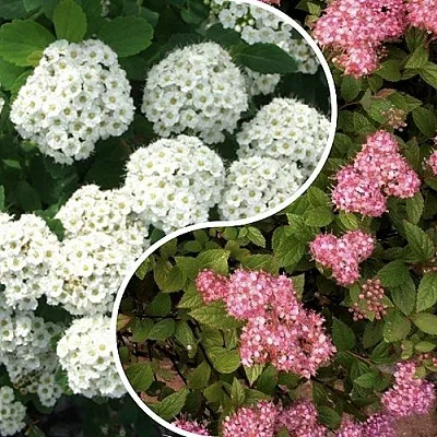 Комплект ТАЛАНТЛИВЫЙ САДОВОД в Красноярске