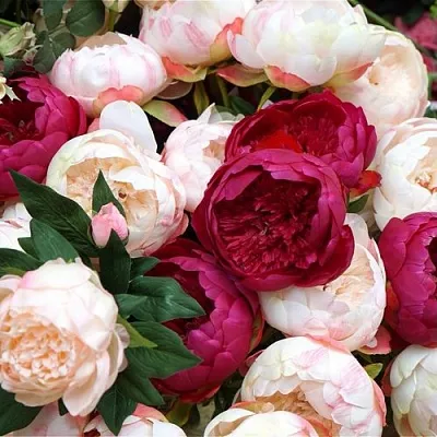 Пионы  Пионы в Красноярске