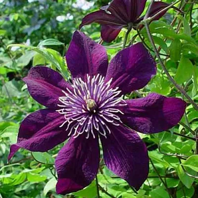Клематис ПАНТЕР  Клематис ПАНТЕР в Красноярске