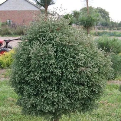 Туя вересковидная  Туя вересковидная в Красноярске