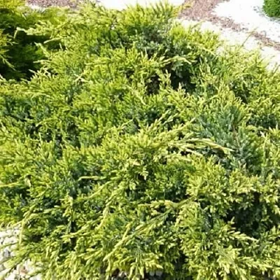 Можжевельник ГОЛД СТАР средний  Можжевельник ГОЛД СТАР средний в Красноярске