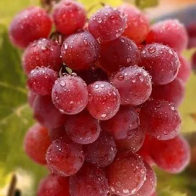 Ранние сорта  Ранние сорта в Красноярске