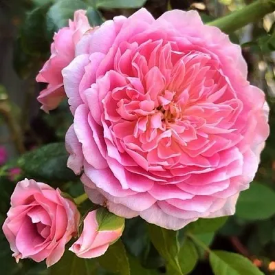 Саженцы роз ФРАНЦУЗСКОЕ ПЛАТЬЕ японская  Саженцы роз ФРАНЦУЗСКОЕ ПЛАТЬЕ японская в Красноярске