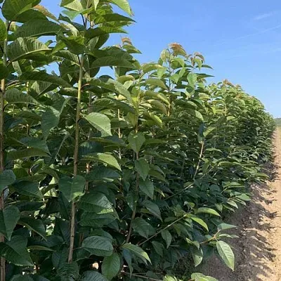 Саженцы оптом Саженцы оптом в Красноярске