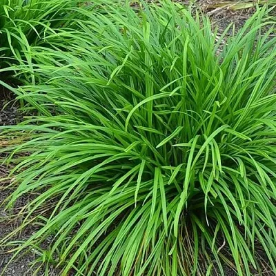 Осока АЙРИШ ГРИН  Осока АЙРИШ ГРИН в Красноярске