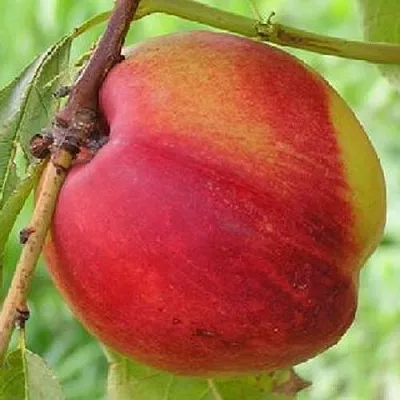 Нектарин СТАРК РЕД ГОЛД  Нектарин СТАРК РЕД ГОЛД в Красноярске