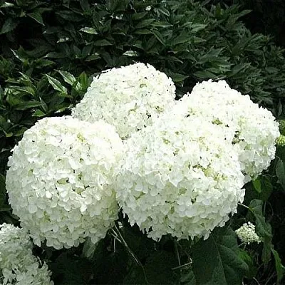 Гортензия АННАБЕЛЬ древовидная  Гортензия АННАБЕЛЬ древовидная в Красноярске