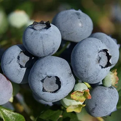 Высокорослые сорта   Высокорослые сорта  в Красноярске