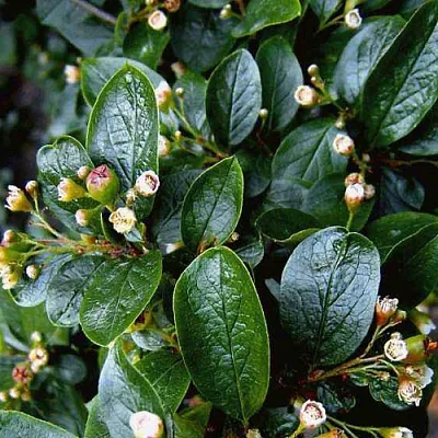 Кизильник  Кизильник в Красноярске