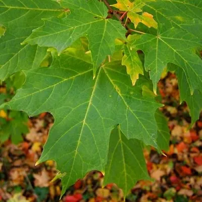 Клен сахарный  Клен сахарный в Красноярске