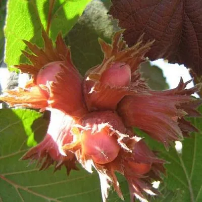 саженцы фундука саженцы фундука