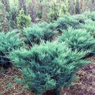 Можжевельник БЛЮ ДАНУБ казацкий  Можжевельник БЛЮ ДАНУБ казацкий в Красноярске