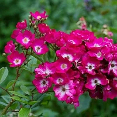 Саженцы роз МАРДЖОРИ ФЕЙР полиантовая  Саженцы роз МАРДЖОРИ ФЕЙР полиантовая в Красноярске