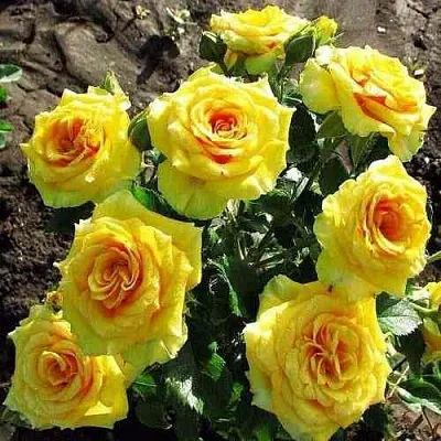 Саженцы роз САН СИТИ спрей  Саженцы роз САН СИТИ спрей в Красноярске