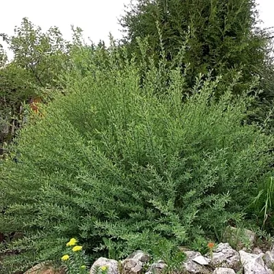 Ива НАНА  пурпурная   Ива НАНА  пурпурная  в Красноярске