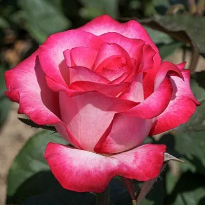 Саженцы роз ХАЙЛЕНДЕР чайно-гибридная  Саженцы роз ХАЙЛЕНДЕР чайно-гибридная в Красноярске