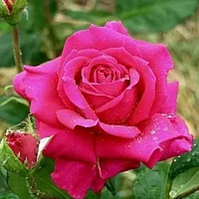 Саженцы роз ШАКИРА чайно-гибридная  Саженцы роз ШАКИРА чайно-гибридная в Красноярске