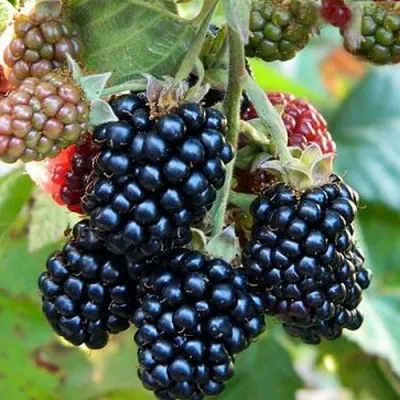 Ежевика ОУАЧИТА бесшипная — описание сорта Ежевика ОУАЧИТА бесшипная в Красноярске