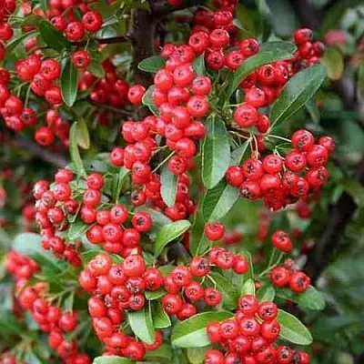 Пираканта РЕД КУИШОН  Пираканта РЕД КУИШОН в Красноярске