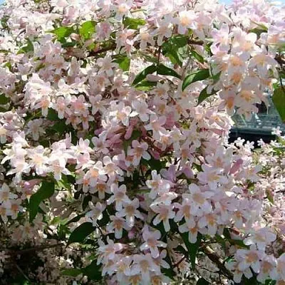 Кольквиция  Кольквиция в Красноярске