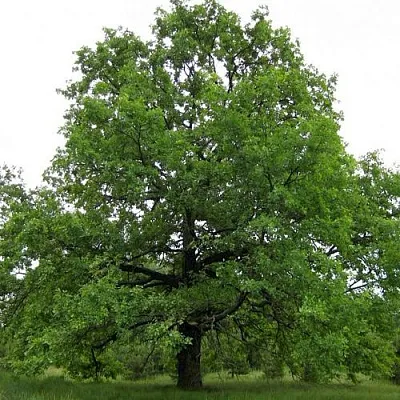 Дуб черешчатый   Дуб черешчатый  в Красноярске