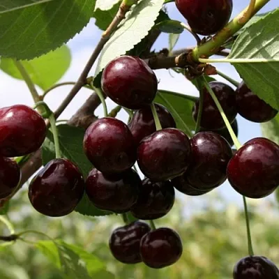 Вишня СВЕРДЛОВЧАНКА степная  Вишня СВЕРДЛОВЧАНКА степная в Красноярске