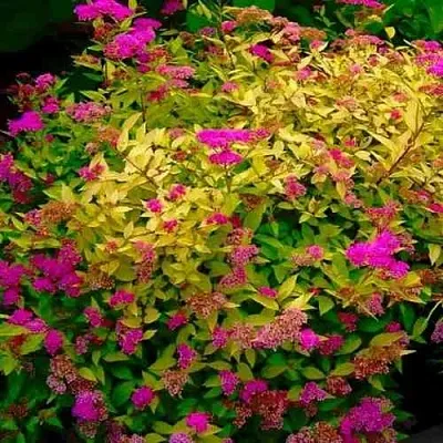 Спирея ГОЛДЕН ПРИНЦЕСС японская  Спирея ГОЛДЕН ПРИНЦЕСС японская в Красноярске